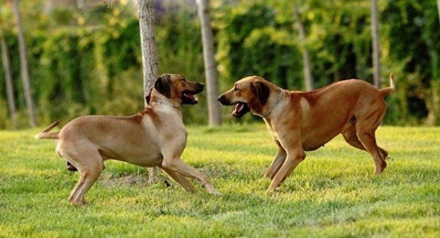 狮子眼中的魔鬼~非洲猎狮犬，战斗力忍耐力爆发力三力俱佳