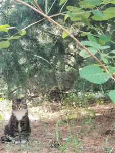 ​我为什么不建议投喂流浪猫？