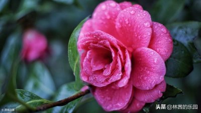 ​10首歌咏山茶花的唯美诗词，春风迎花香，青山映娇颜～