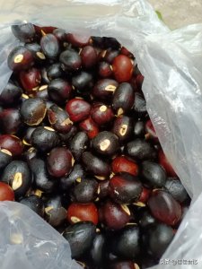 ​苹婆又称九层皮果，味如板栗，煮熟口感更香糯，你吃过了吗？