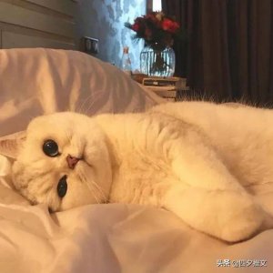 ​藤萝为枝合集