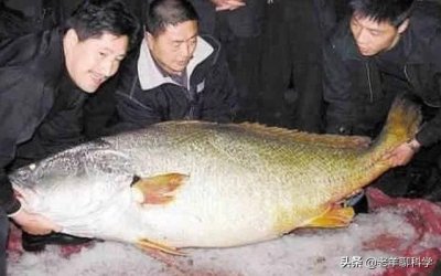 ​杀鱼取鳔，从180吨到濒临灭绝，谁是黄唇鱼危机的“罪魁祸首”？
