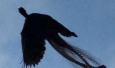 ​凤凰真的存在世间吗？这种生物在地球上活了600万年