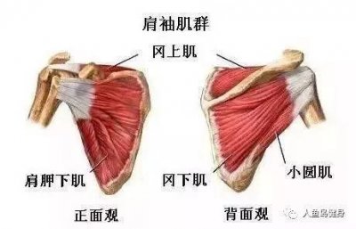 ​保持肩关节稳定的肌群——肩袖肌群