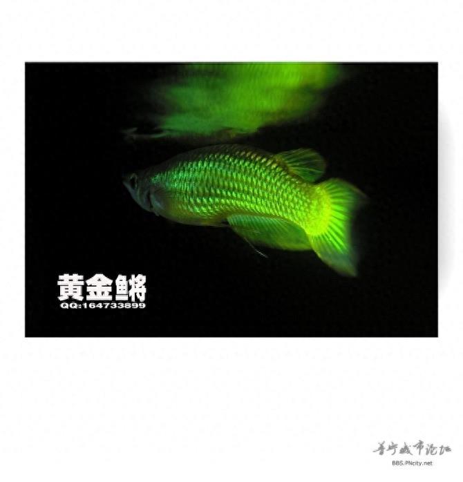 黄金鳉，这种鱼就像金龙鱼一样，非常漂亮