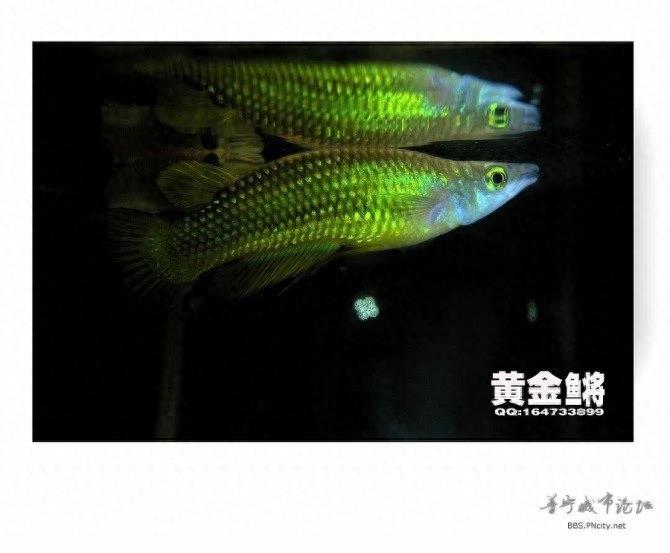 黄金鳉，这种鱼就像金龙鱼一样，非常漂亮