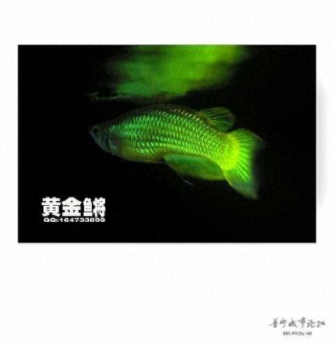 黄金鳉，这种鱼就像金龙鱼一样，非常漂亮