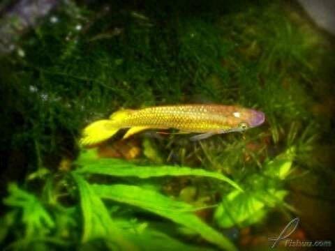 黄金鳉，这种鱼就像金龙鱼一样，非常漂亮
