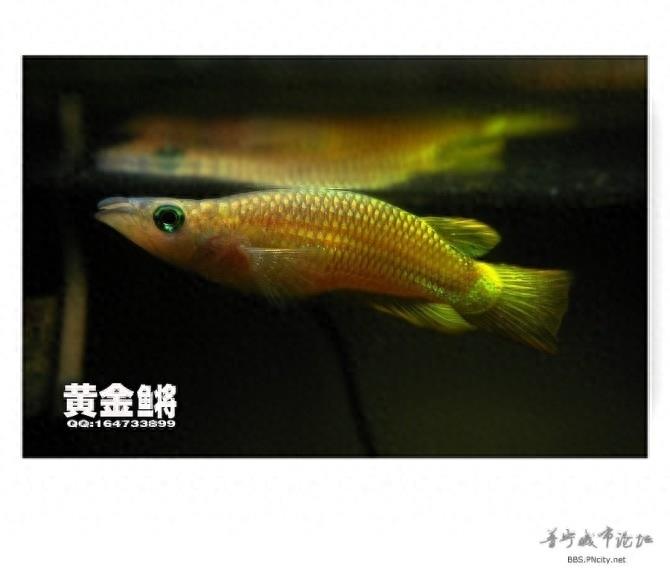 黄金鳉，这种鱼就像金龙鱼一样，非常漂亮