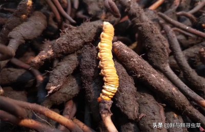 ​一根冬虫夏草值多少钱？鲜与鲜寻：一分钱一分货