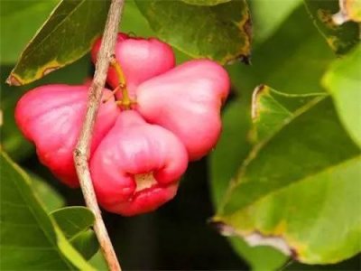 ​莲雾果种植：莲雾果少见营养却高，掌握科学技术，种植美味莲雾果