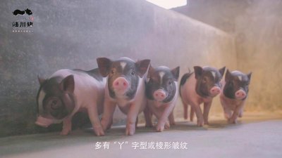 ​陆川猪，广西一张靓丽名片