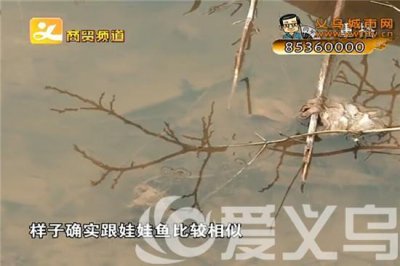​市民称发现娃娃鱼 专家发现是蝾螈
