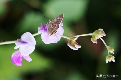 ​【庄周梦蝶】七言诗