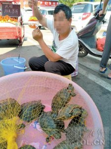 ​巴西红耳龟被沿街叫卖