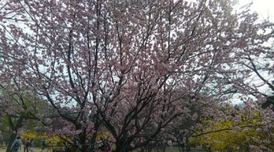 ​北京官方推荐五大特色“花海”，还有个地方有“人间仙境”！