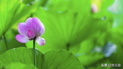 ​禅门常说的“即心是佛”、“非心非佛”到底是什么意思？