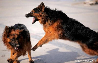​牧羊犬类 德国牧羊犬详细介绍及图片欣赏