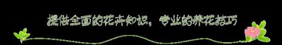​叶片黑亮的多肉名叫“黑法师”，养的人不多，却很有气质