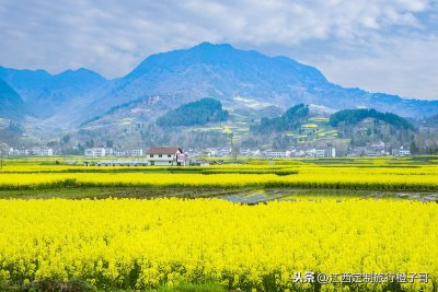 ​婺源江岭旅行攻略和注意事项，什么时候去看油菜花最合适