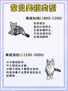 ​猫咪品种大全｜教你认清猫咪的种类