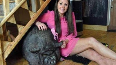 ​夫妻俩花3400元买两条迷你猪，3年后变成300斤的庞然大物