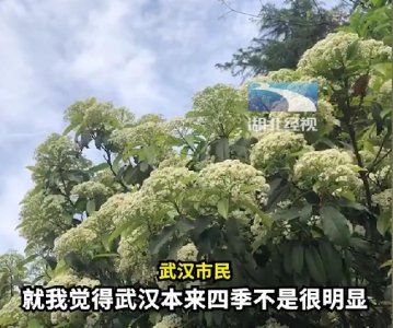 ​“相见石楠别亦楠”！武汉石楠花全面盛开，市民：花的味道提示我们春天来了
