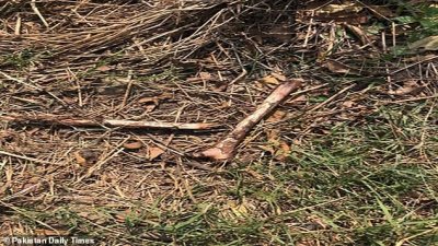 ​巴基斯坦少年翻进野生动物园围栏，惨遭狮子分食仅剩小部分尸骨