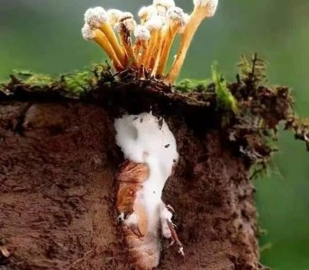 ​你家竹林里有没有金蝉花，快去挖吧，一斤可卖两百多块呢