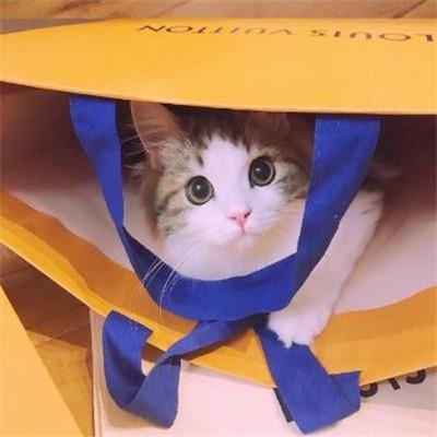 好看的微信猫咪头像超可爱