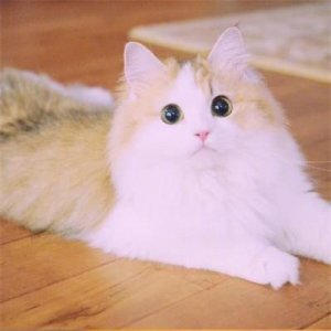 ​好看的微信猫咪头像超可爱