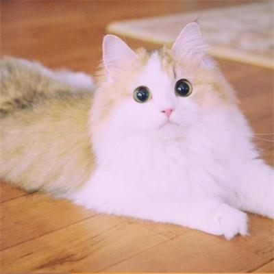好看的微信猫咪头像超可爱