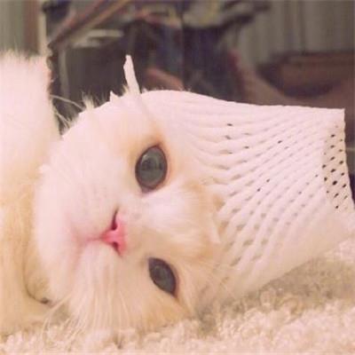 好看的微信猫咪头像超可爱
