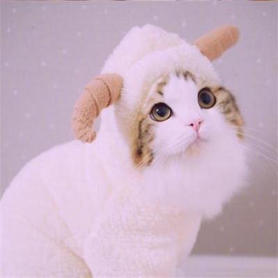 好看的微信猫咪头像超可爱