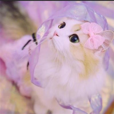 好看的微信猫咪头像超可爱