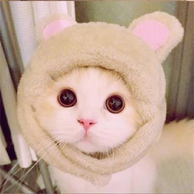 好看的微信猫咪头像超可爱
