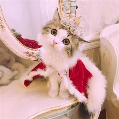 好看的微信猫咪头像超可爱