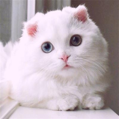 好看的微信猫咪头像超可爱