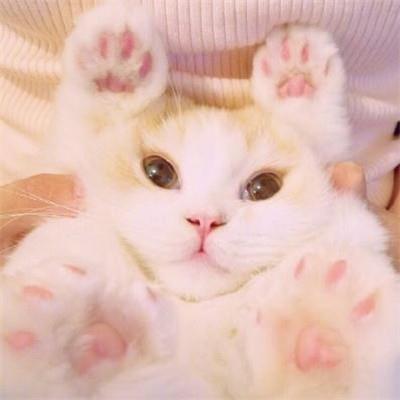 好看的微信猫咪头像超可爱
