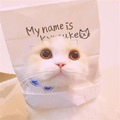 好看的微信猫咪头像超可爱