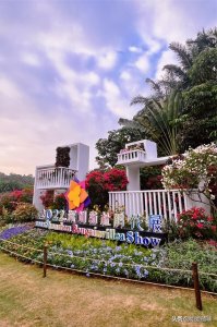 ​一年一度深圳簕杜鹃花展来了，拍照刷爆朋友圈