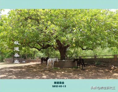 ​山东桑叶茶多少钱一斤？在什么地方能买到正品？如何区分好坏？