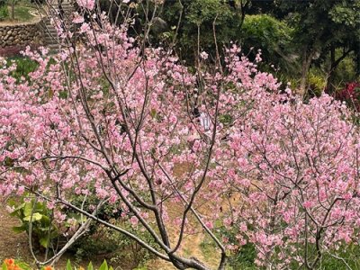 ​美丽的厦门、迷人的大屏山