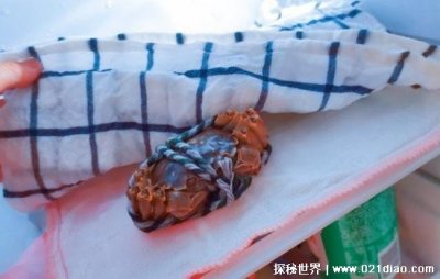 ​螃蟹可以放冰箱冷冻保存吗，可以(但是需要给螃蟹盖上湿毛巾)
