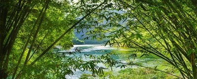 ​竹的雅称和寓意