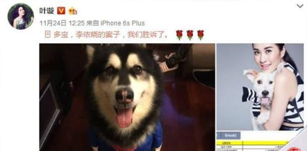 李依晓被叶璇的狗咬（李依晓被狗咬伤提告讨公道）(16)