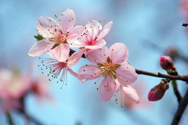 如何让原配主动闹离婚 怎的？桃花来了？
