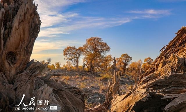 胡杨林哪里最好看(胡杨林在哪里) 胡杨林 第1张