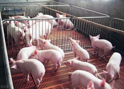 ​养猪料肉比是什么意思 料肉比的计算公式是什么