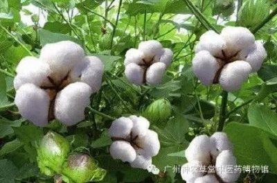 ​068 看看大自然 - 棉花树